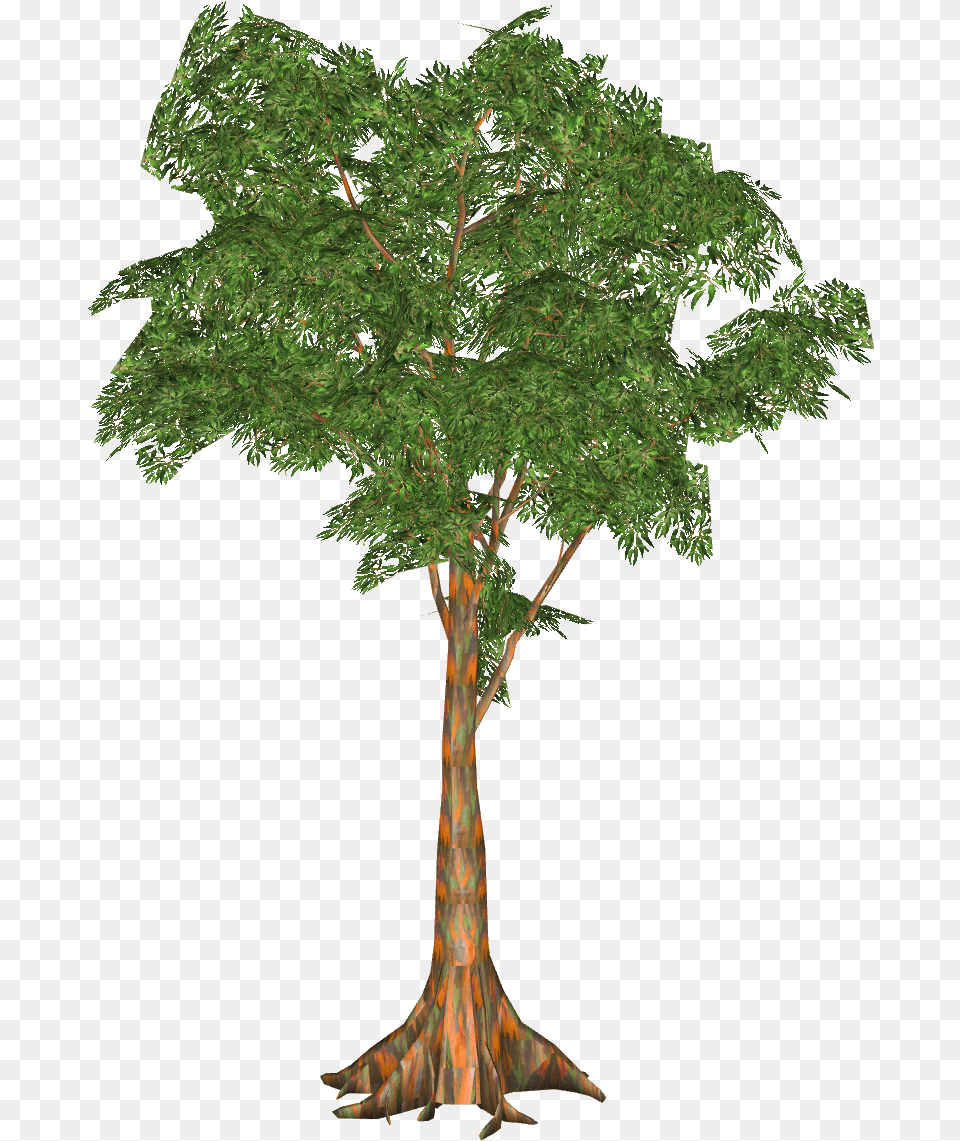 Rainbow Eucalyptus Gambel Oak, Plant, Tree, Tree Trunk, Sycamore Free Png Download