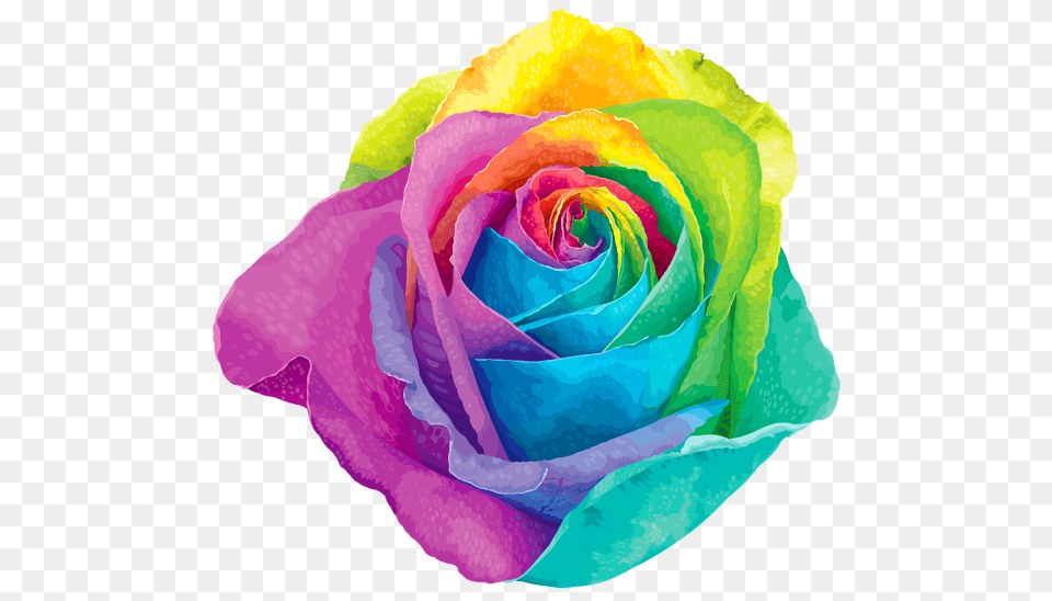 Rainbow Flower, Plant, Rose Png