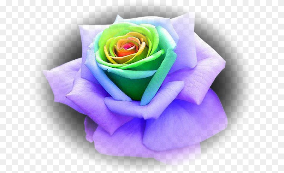 Rainbow Flower Crown Green And Purple Rose, Plant, Petal Free Transparent Png