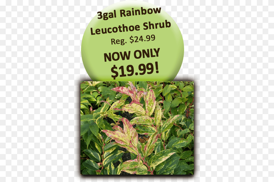 Rainbow Leucothoe Shrub Plantation, Grass, Herbal, Herbs, Leaf Png