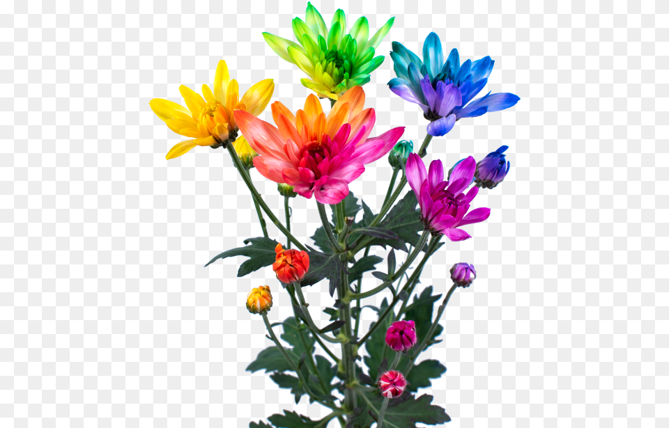 Rainbow Lollipop, Dahlia, Flower, Flower Arrangement, Flower Bouquet Png Image