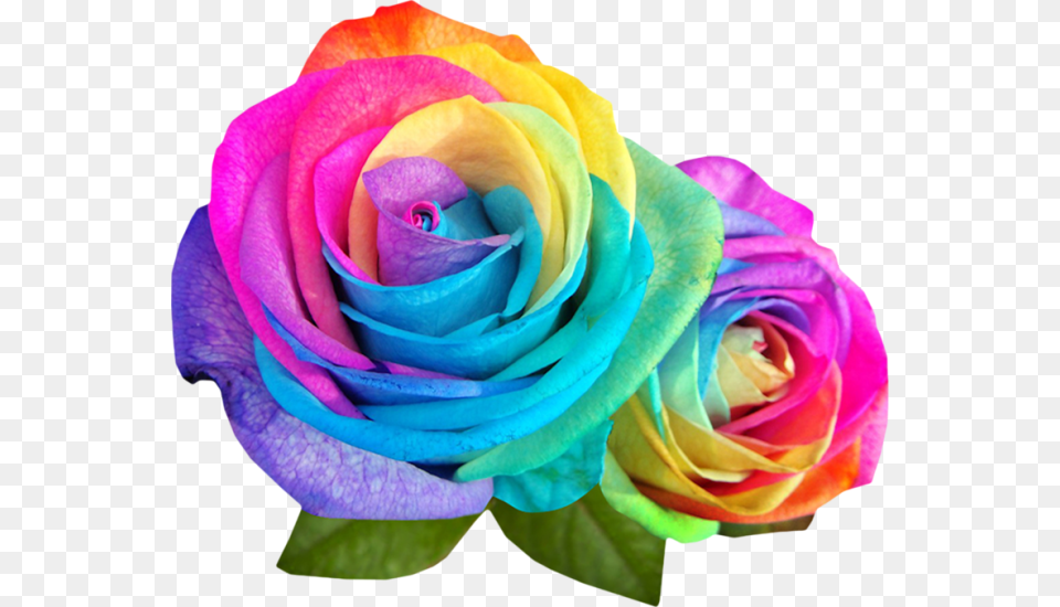 Rainbow Multicolor Flowers Colour Rose Images Hd, Flower, Plant Free Png Download