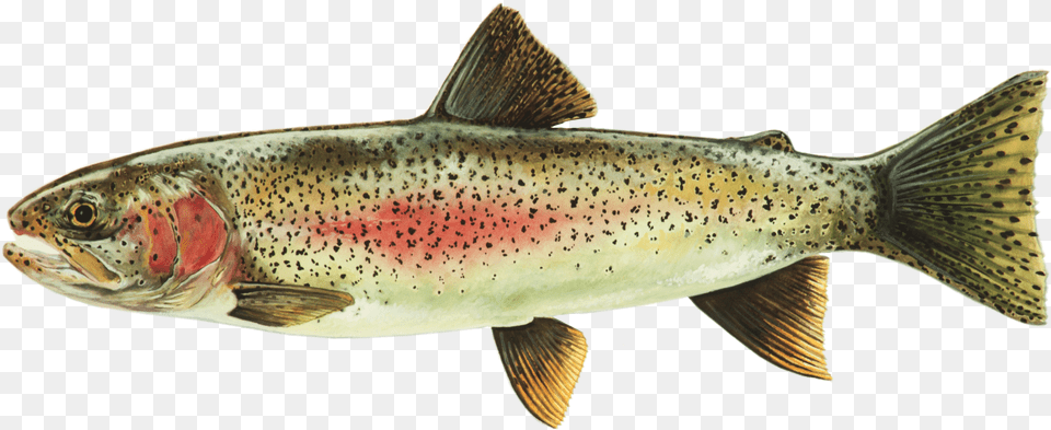 Rainbow Printable 2 Coastal Cutthroat Trout, Animal, Fish, Sea Life Free Png