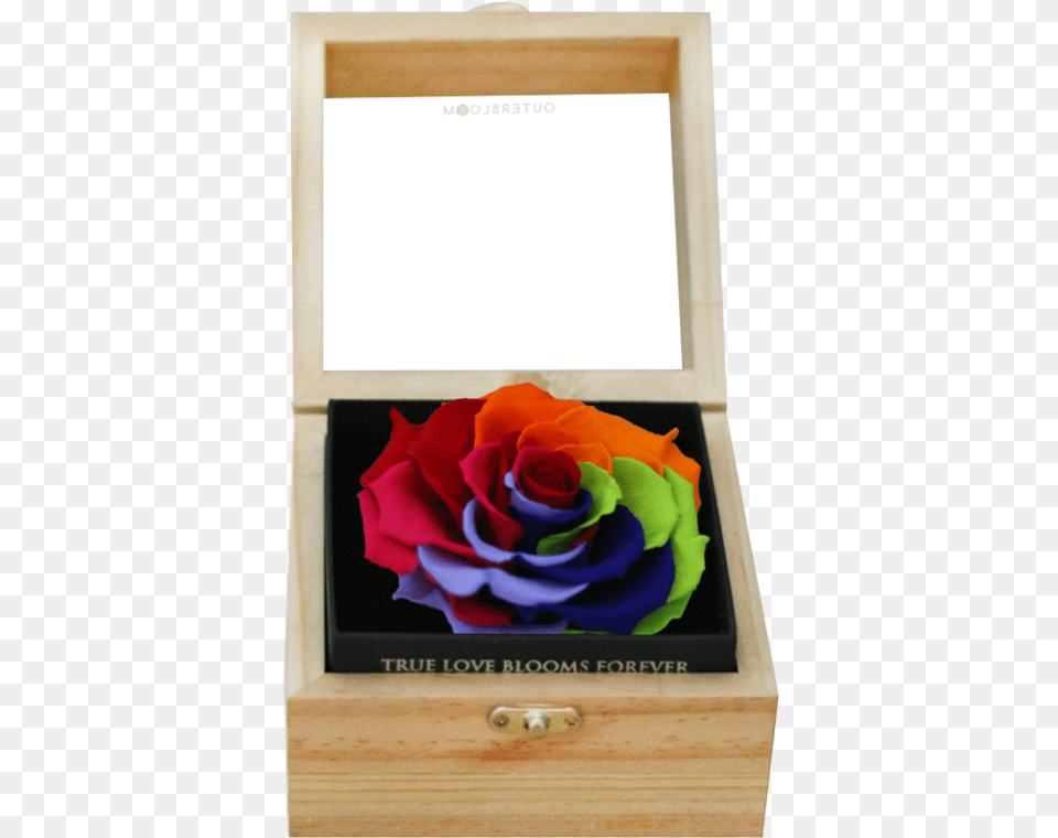 Rainbow Rose, Flower, Plant, Box, Petal Free Png Download