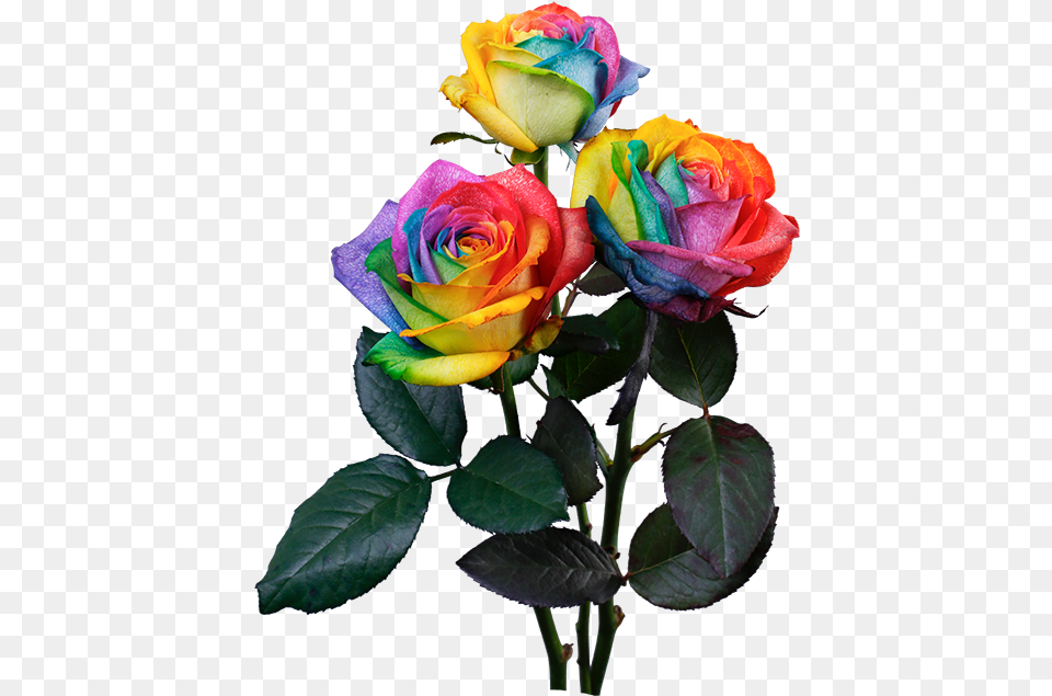 Rainbow Rose, Flower, Flower Arrangement, Flower Bouquet, Plant Free Png