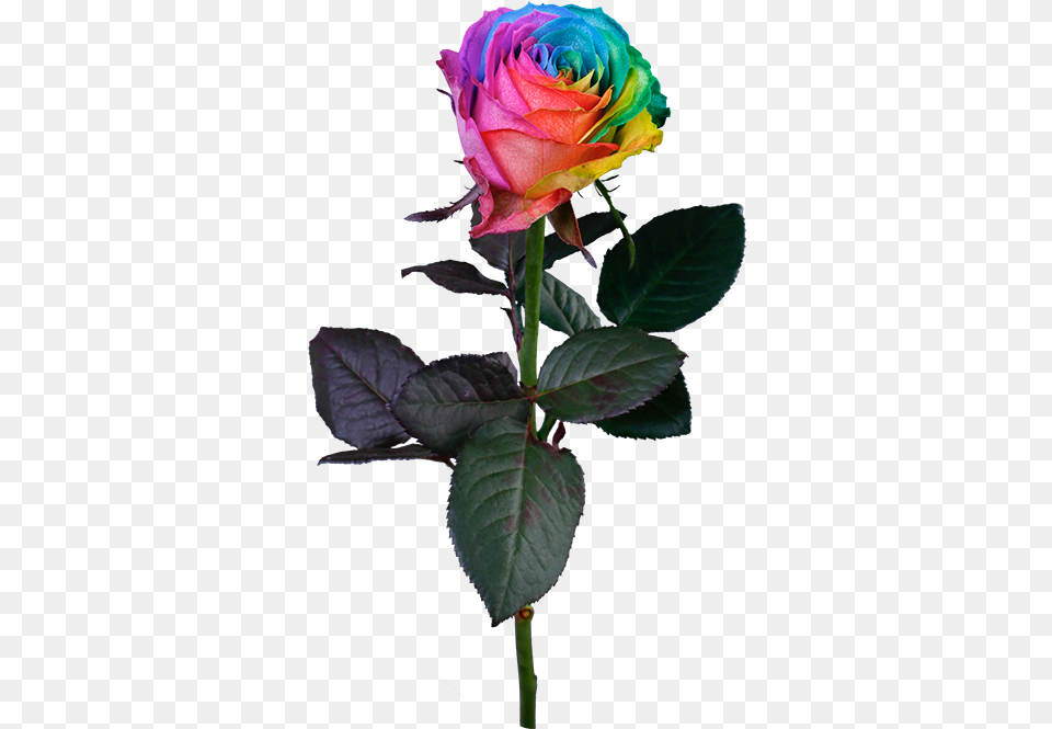 Rainbow Rose, Flower, Plant, Flower Arrangement, Flower Bouquet Free Transparent Png