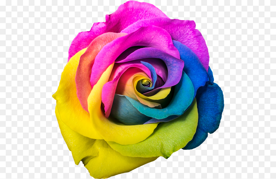 Rainbow Rose, Flower, Plant, Petal Free Png Download