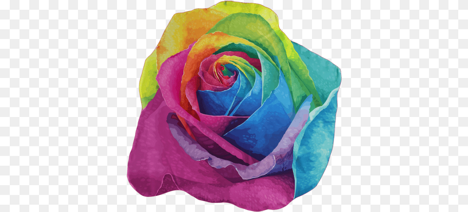 Rainbow Rose, Flower, Plant Png Image