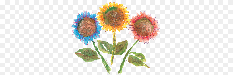 Rainbow Sunflowers Watercolor Sunflowers Rainbow, Flower, Plant, Sunflower, Leaf Png