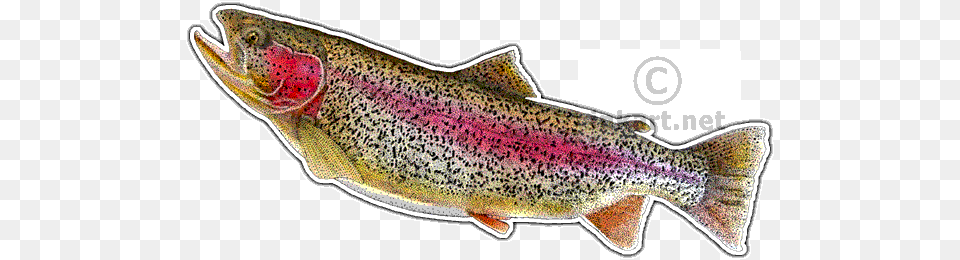 Rainbow Trout Decal Art, Animal, Fish, Sea Life, Shark Free Png Download