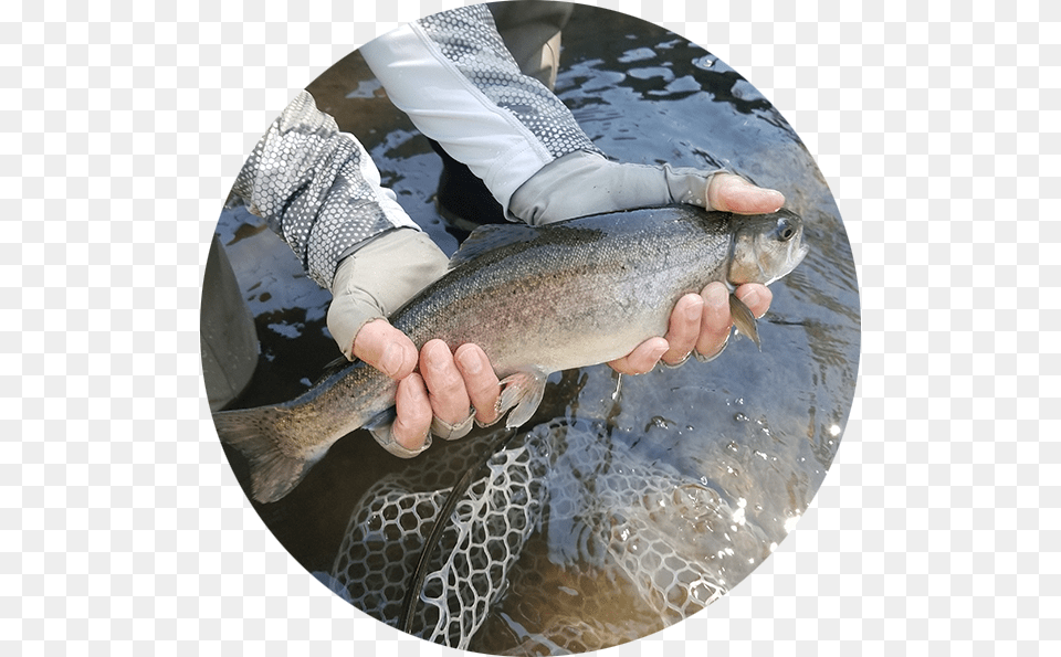 Rainbow Trout Trout, Animal, Fish, Sea Life, Adult Free Png Download