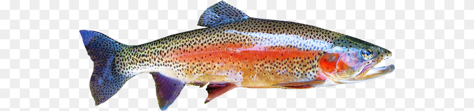 Rainbow Trout Trout, Animal, Fish, Sea Life Png Image