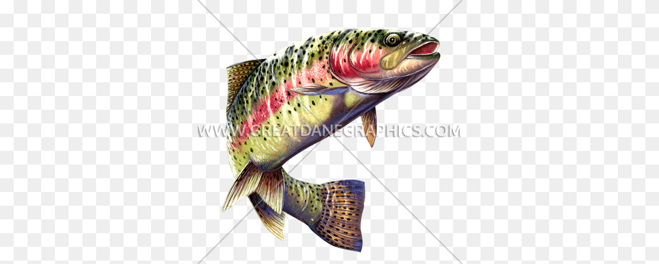Rainbow Trout Vector Rainbow Trout On Background, Animal, Fish, Sea Life Free Transparent Png
