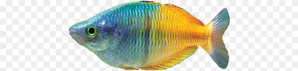 Rainbowfish Care Sheet Rainbow Fish, Animal, Sea Life Free Transparent Png