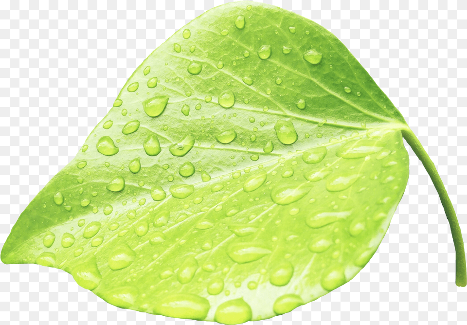 Raindrop Clipart Moisture Transparent Leaves Water, Leaf, Plant, Green Free Png