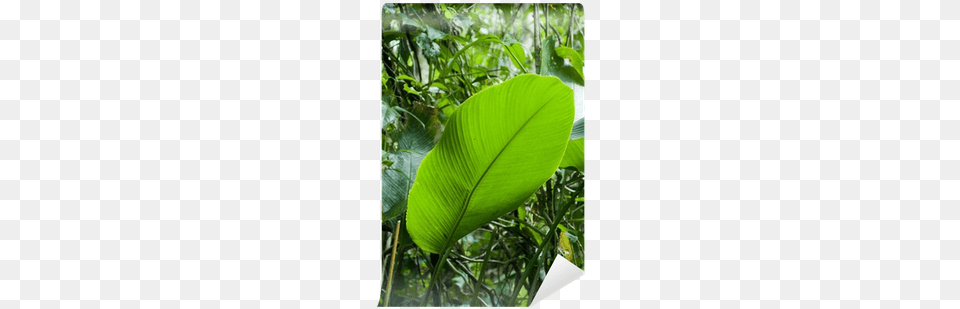 Rainforest, Vegetation, Tree, Plant, Outdoors Png