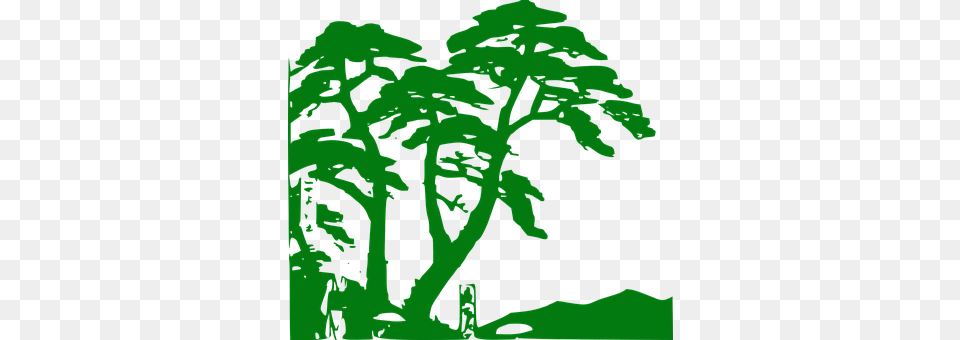 Rainforest Vegetation, Green, Plant, Tree Free Png Download