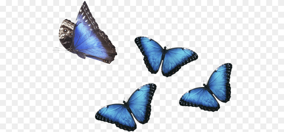 Rainforest Animals Banner Tropical Rainforest Animals, Animal, Butterfly, Insect, Invertebrate Free Png Download