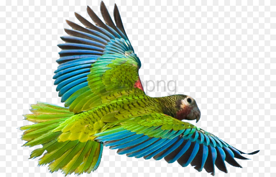 Rainforest Animals Picture Flying Parrot, Animal, Bird Png