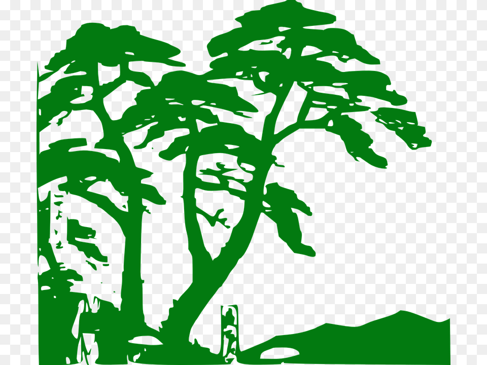 Rainforest Clipart, Vegetation, Tree, Plant, Outdoors Png Image
