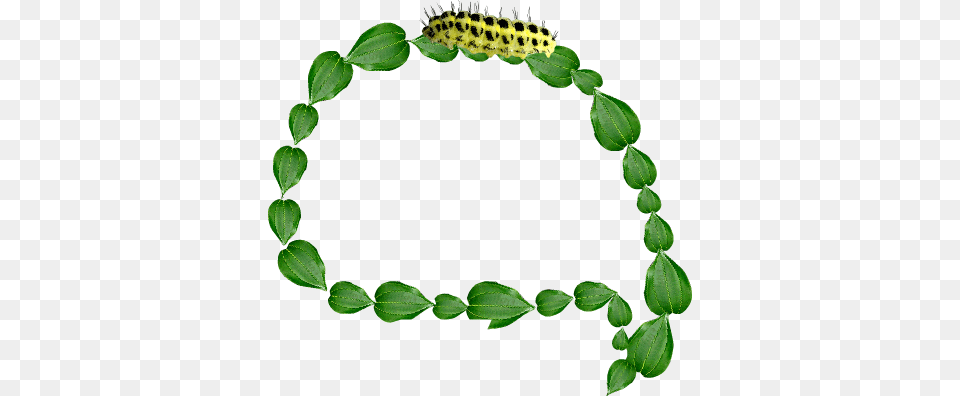 Rainforest Clipart Plant Biology, Accessories, Bracelet, Jewelry, Leaf Free Transparent Png