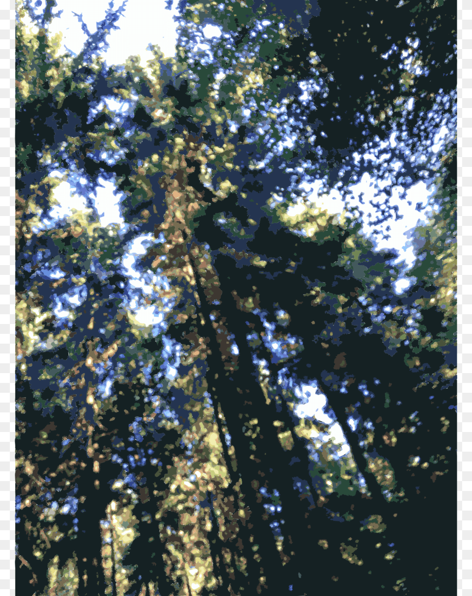 Rainforest Clipart Valdivian Temperate Rain Forest Rainforest, Woodland, Wilderness, Vegetation, Tree Png Image
