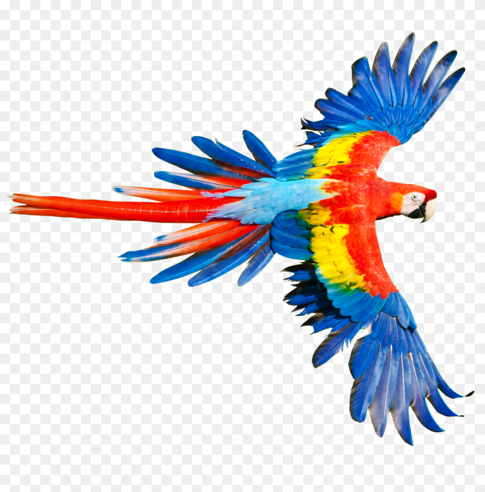 Rainforest Emergent Layer Rainforest Layers Dk Find Out, Animal, Bird, Macaw, Parrot Free Transparent Png