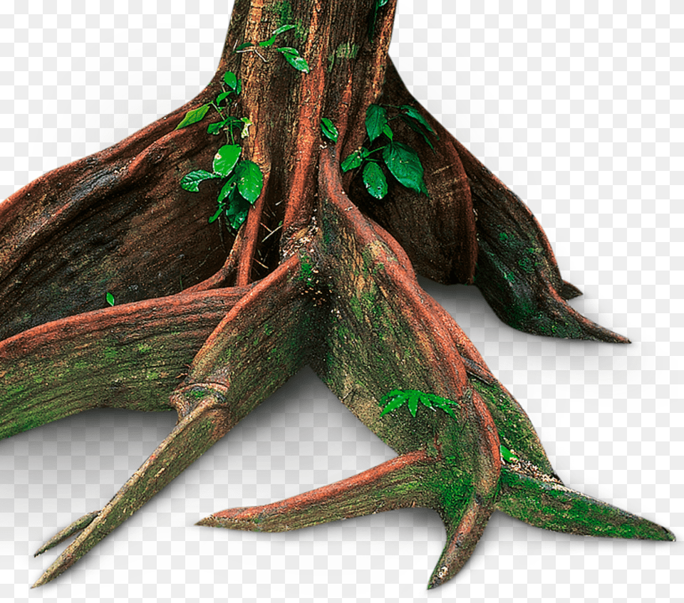 Rainforest Floor, Plant, Tree, Wood, Root Png Image