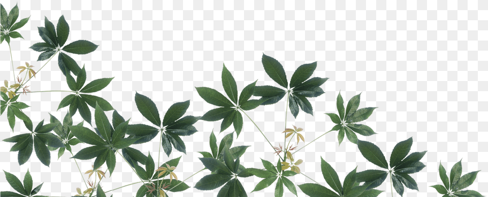 Rainforest Image Rainforest, Leaf, Plant, Flower, Weed Png