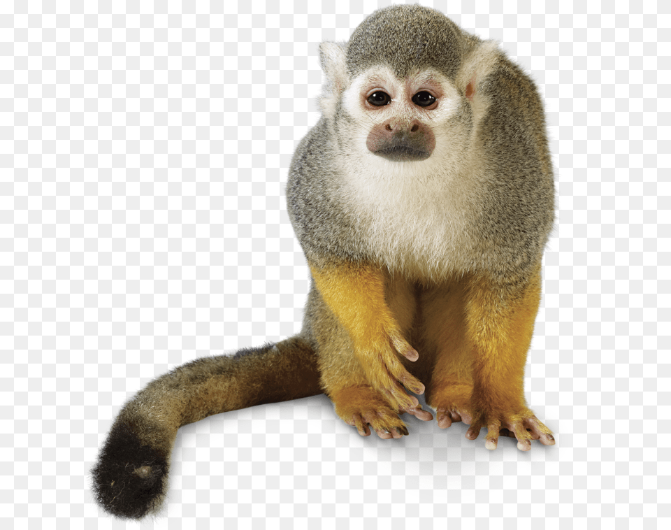 Rainforest Monkey Howler Monkey Transparent Background, Animal, Mammal, Wildlife Png