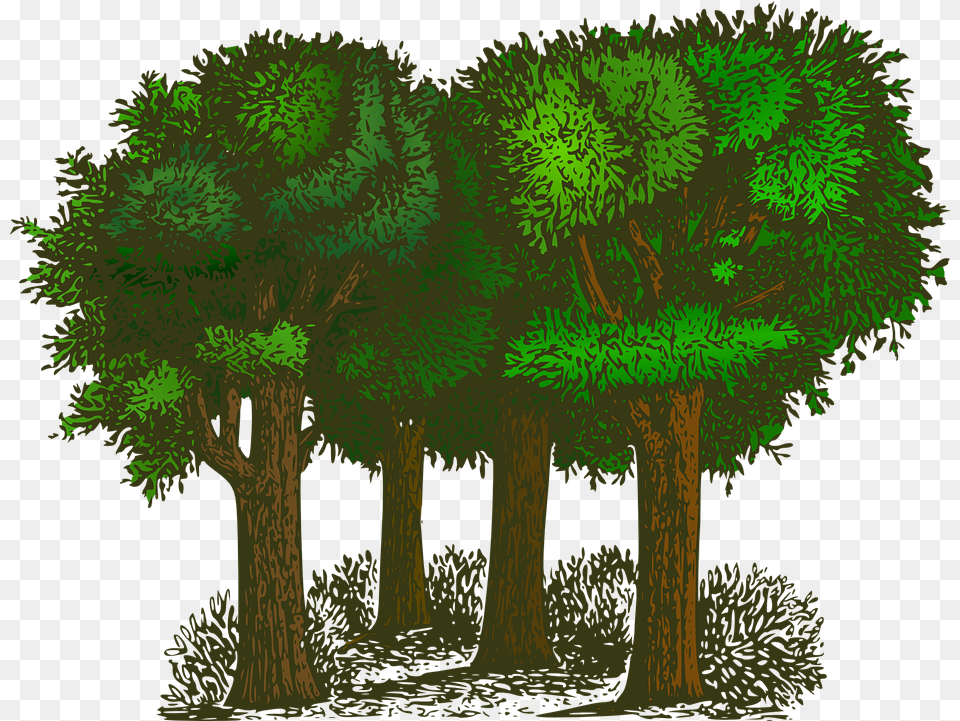 Rainforest Image Trees Clipart, Woodland, Vegetation, Tree, Plant Free Png