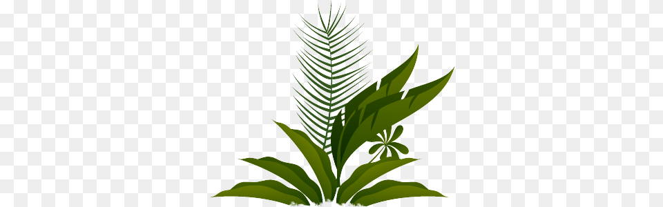 Rainforest Of The Americas, Fern, Leaf, Plant Png Image