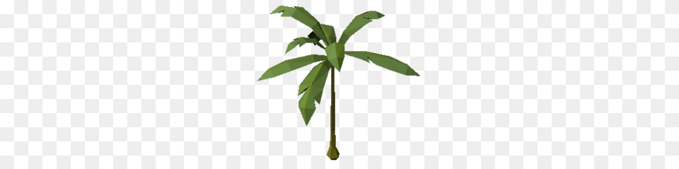 Rainforest Palm, Palm Tree, Tree, Plant, Leaf Png