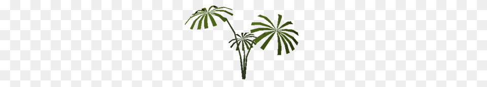 Rainforest Plant, Leaf, Palm Tree, Tree, Vegetation Free Png Download