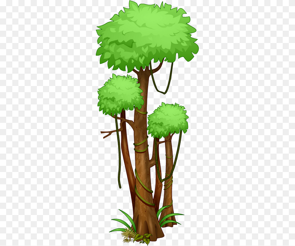 Rainforest Tropical Rainforest Trees Drawing, Plant, Conifer, Tree Trunk, Tree Free Transparent Png