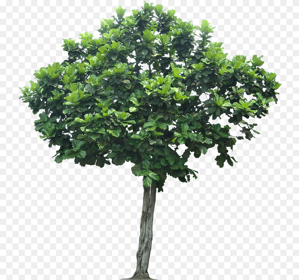 Rainforest Tree 3 Green Tree Cartoon Transparent Background, Oak, Plant, Potted Plant, Sycamore Png Image