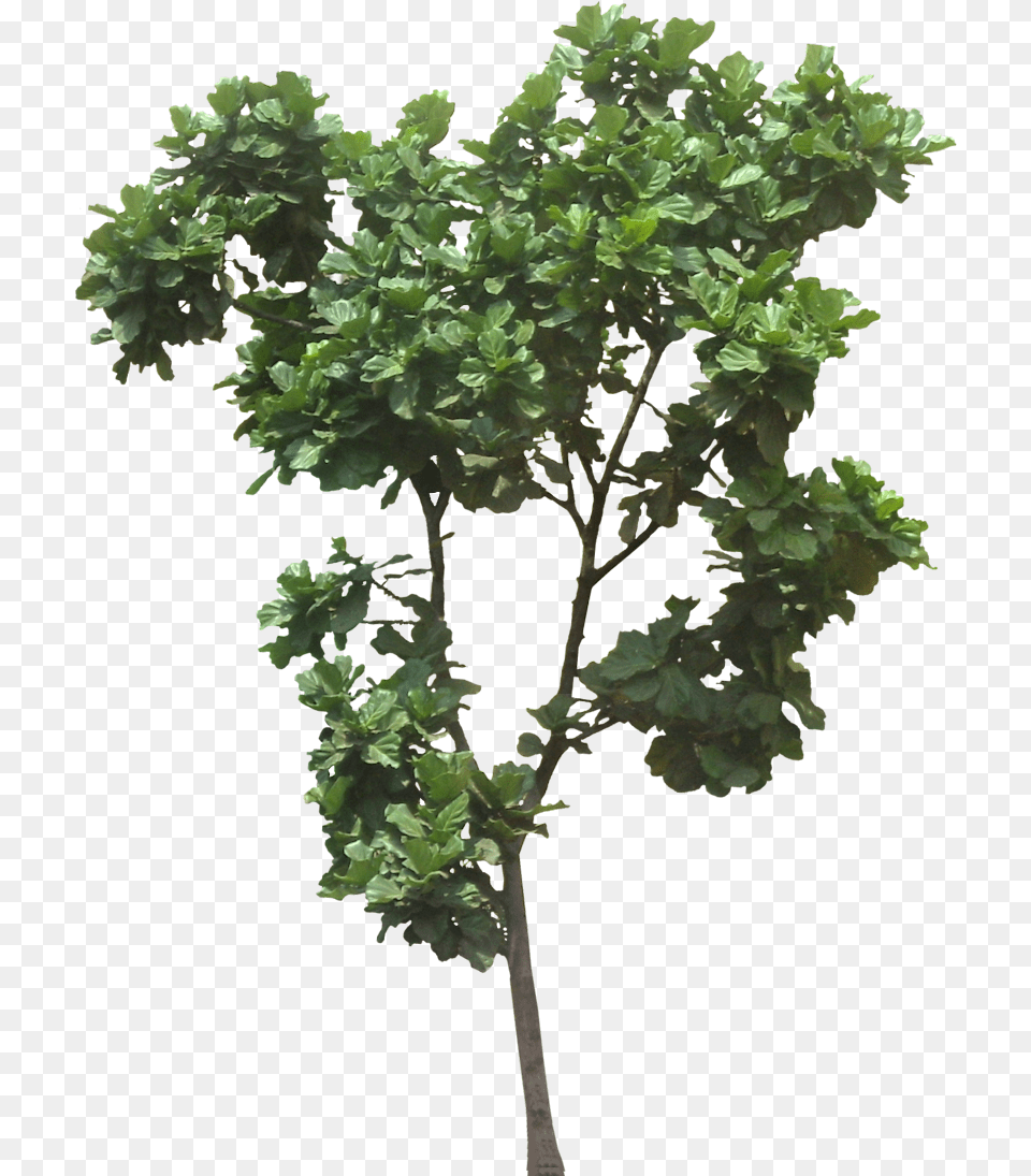 Rainforest Tree Image Ficus Lyrata Tree, Leaf, Oak, Plant, Sycamore Free Png
