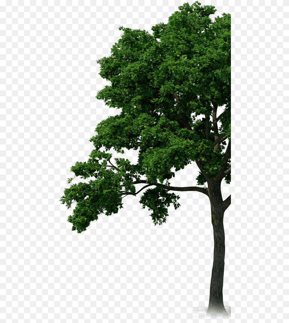 Rainforest Trees Transparent U0026 Clipart Ywd Transparent Rainforest Trees, Oak, Plant, Tree, Tree Trunk Free Png Download