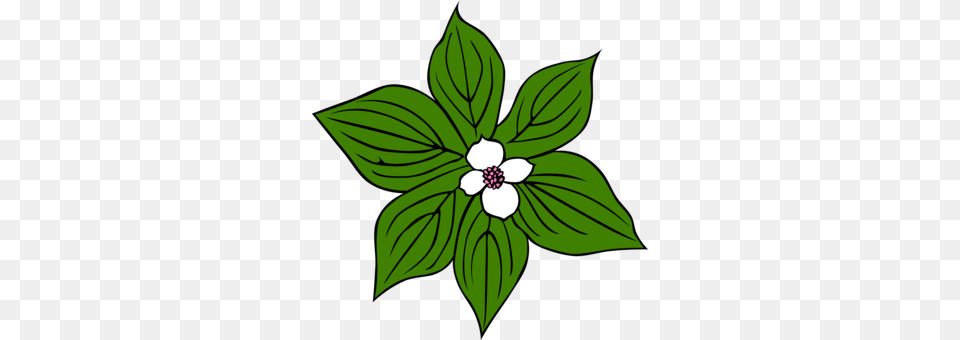 Rainforest Vine Jungle Drawing Video Clip, Leaf, Plant, Flower, Anemone Png Image