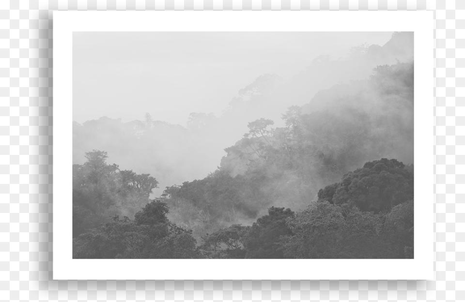 Rainforwest Nyungwe, Fog, Mist, Nature, Outdoors Free Transparent Png