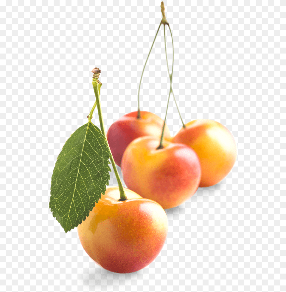 Rainier Smallgroup Cherry, Food, Fruit, Plant, Produce Png Image