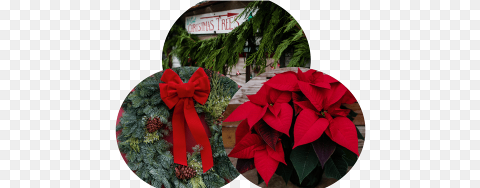 Rainier Youth Choirs Holiday Greenery Market Christmas Day, Flower, Plant, Leaf, Flower Arrangement Png Image