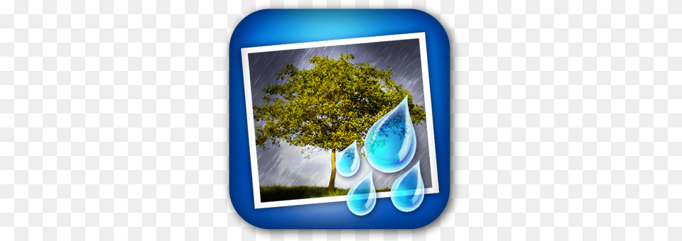 Rainy Daze Rain, Plant, Tree, Land, Nature Free Png