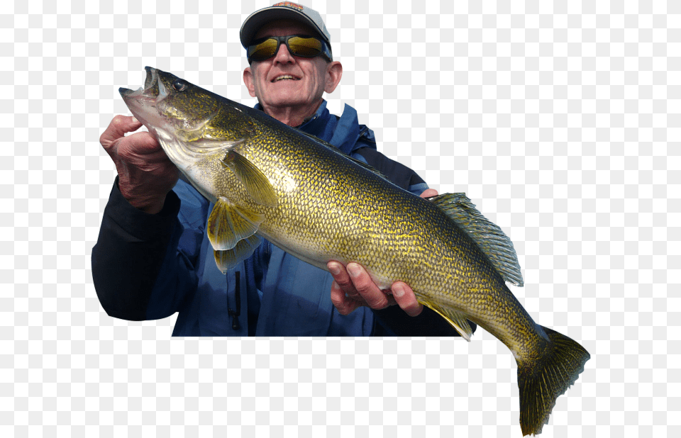 Rainy Lake Trophy Walleye Fishing Bass, Sea Life, Animal, Fish, Perch Free Png Download