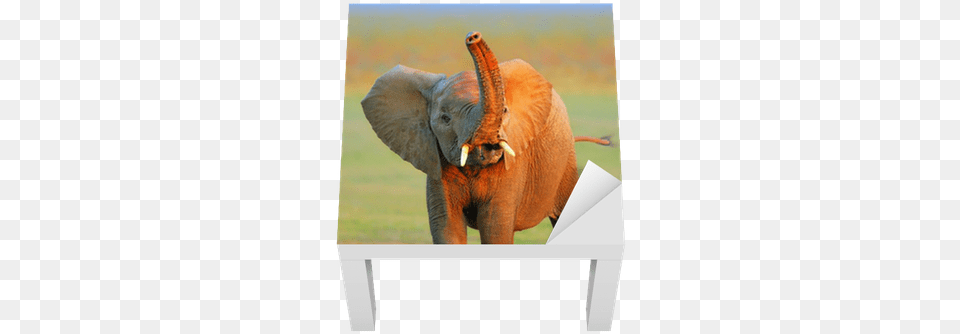 Raised Trunk Lack Table Veneer Pixers We Live Illustration, Animal, Elephant, Mammal, Wildlife Png
