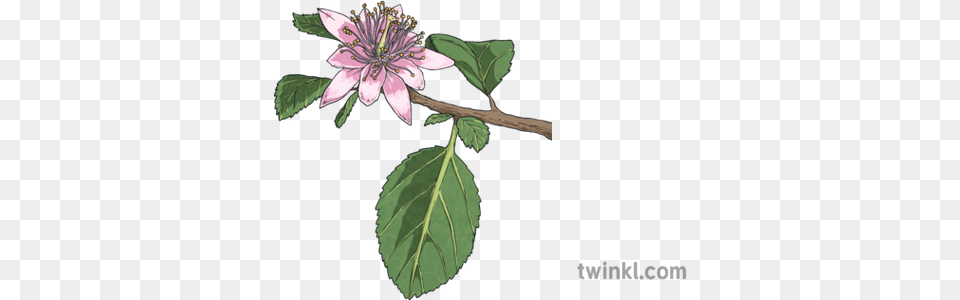 Raisin Bush Grevia Flava Plant Flower South Africa Mps Ks2 Purple Passionflower, Leaf, Acanthaceae, Anther, Pollen Free Png Download