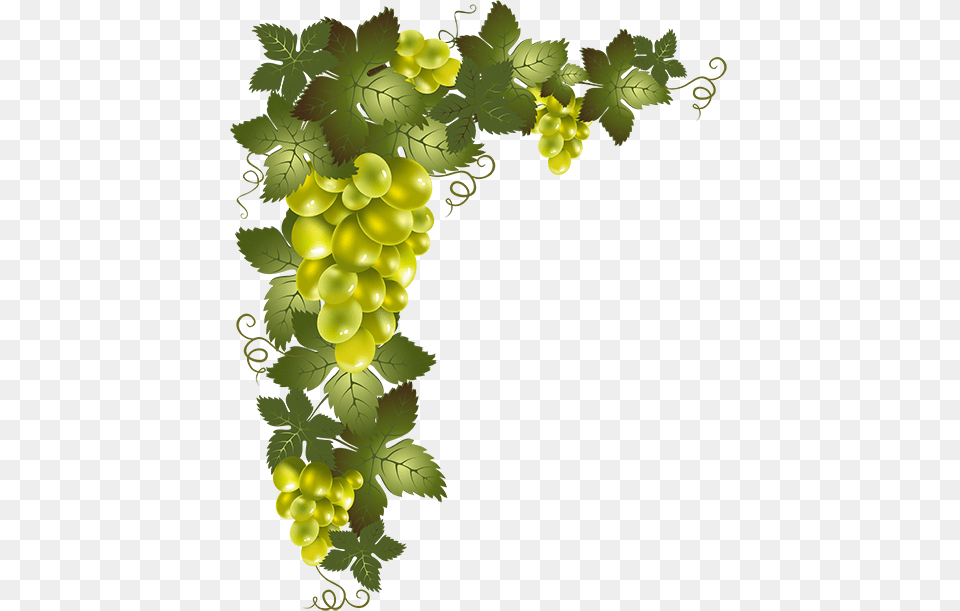 Raisins Grape Vines Vector Design Borders And Frames Transparent Background Grape Vine, Food, Fruit, Grapes, Plant Png Image