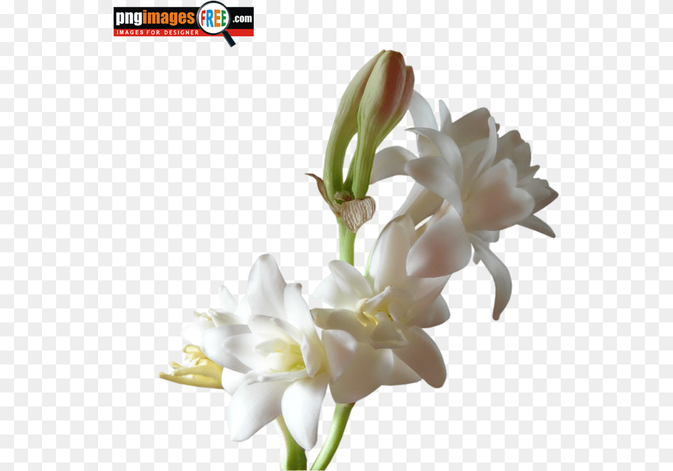Rajanigandha Flower My Only Sunshine Scentsy, Plant, Rose Free Transparent Png