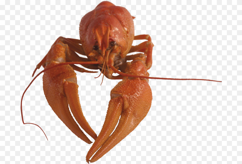 Rak, Food, Seafood, Animal, Invertebrate Png Image