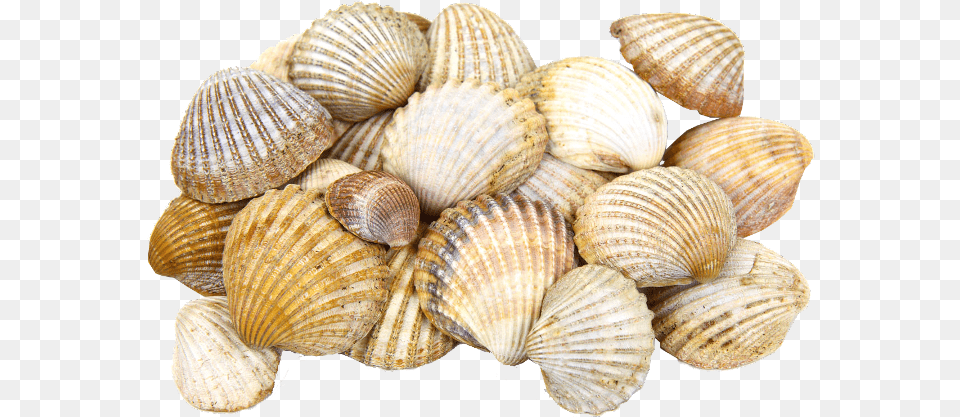 Rakushki Freetoedit Transparent Sea Shells, Animal, Clam, Food, Invertebrate Png Image